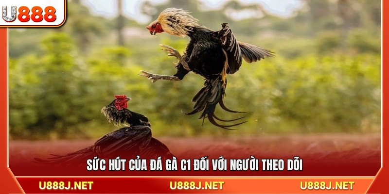 Lý do đá gà C1 thu hút đông đảo người xem