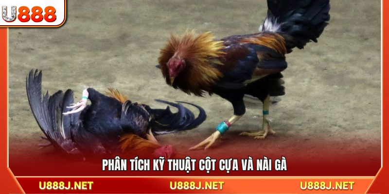 Đánh giá kỹ thuật cột cựa và phong cách nài gà