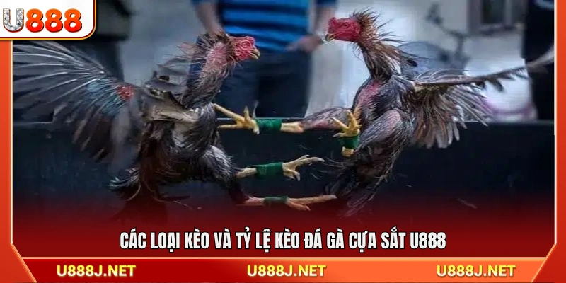 Danh sách kèo cược và tỷ lệ đá gà cựa sắt U888